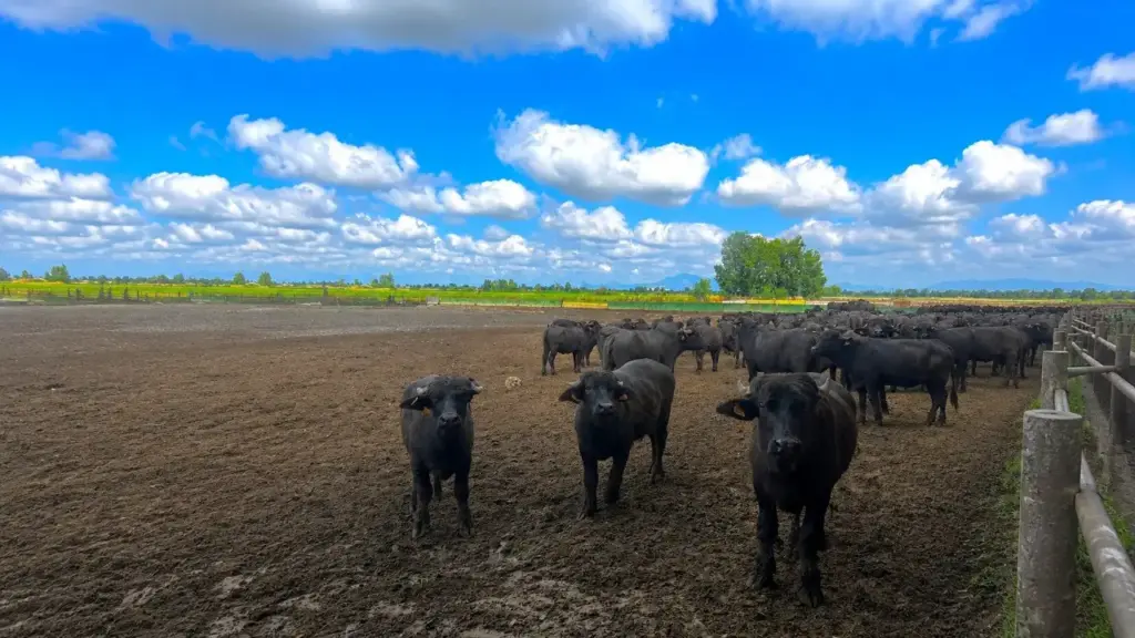 Paidea Magazine Esperia Campo Bufale