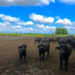 Paidea Magazine Esperia Campo Bufale